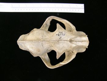 Media type: image;   Mammalogy BANGS-6992 Description: Image of skeleton specimen - dorsal view. dorsal view of skull.;